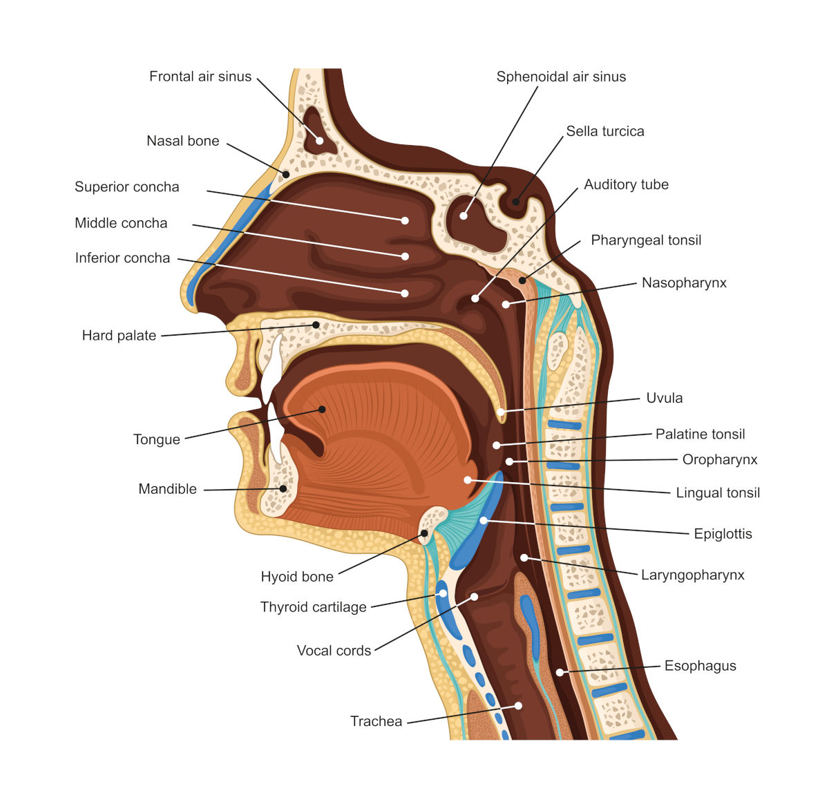 Voice Biometrics The Essential Guide PHONEXIA